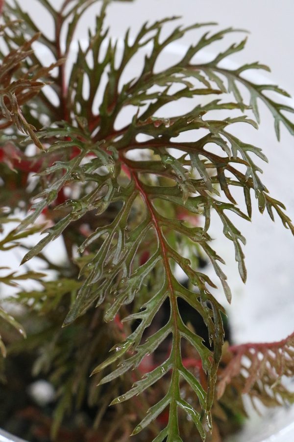 Begonia bipinnatifida - Imagen 2