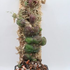 Dischidia astephana