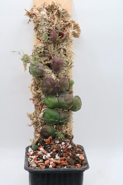 Dischidia astephana