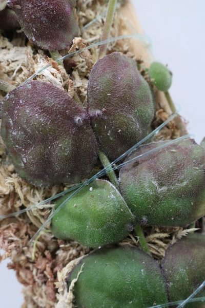 Dischidia astephana - Imagen 2