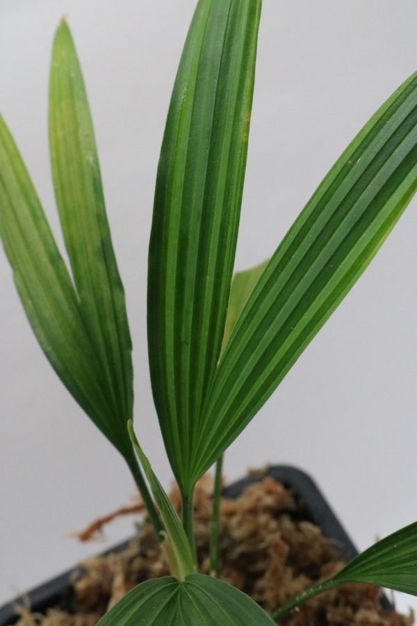 Dicranopygium sp. Ecuador - Imagen 2