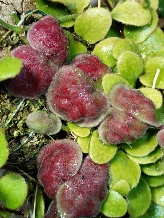 Dischidia astephana - Imagen 3