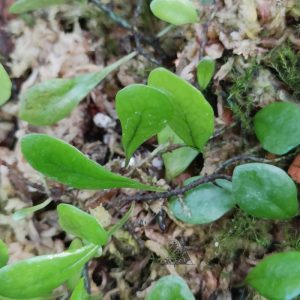 Lemmaphyllum microphyllum
