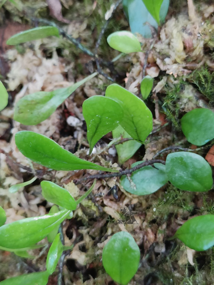 Lemmaphyllum microphyllum