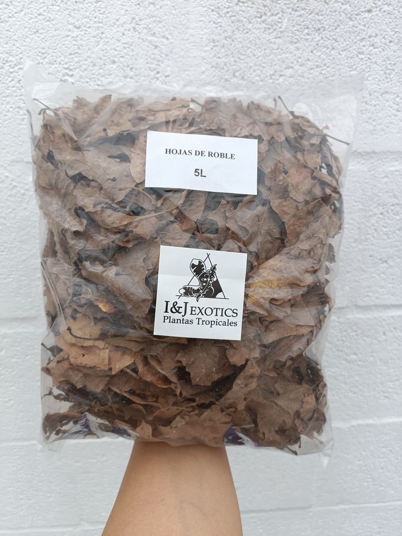 Hojas de roble 5L - Imagen 2