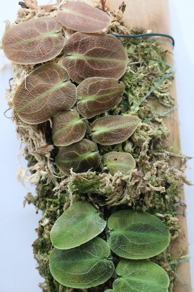 Pothos Barberianus - Imagen 4