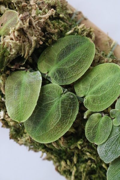 Pothos Barberianus - Imagen 3