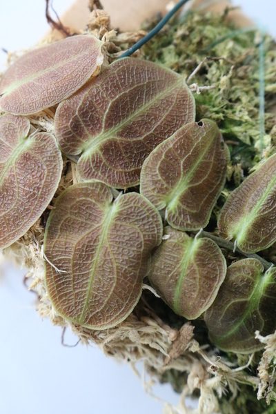 Pothos Barberianus - Imagen 2