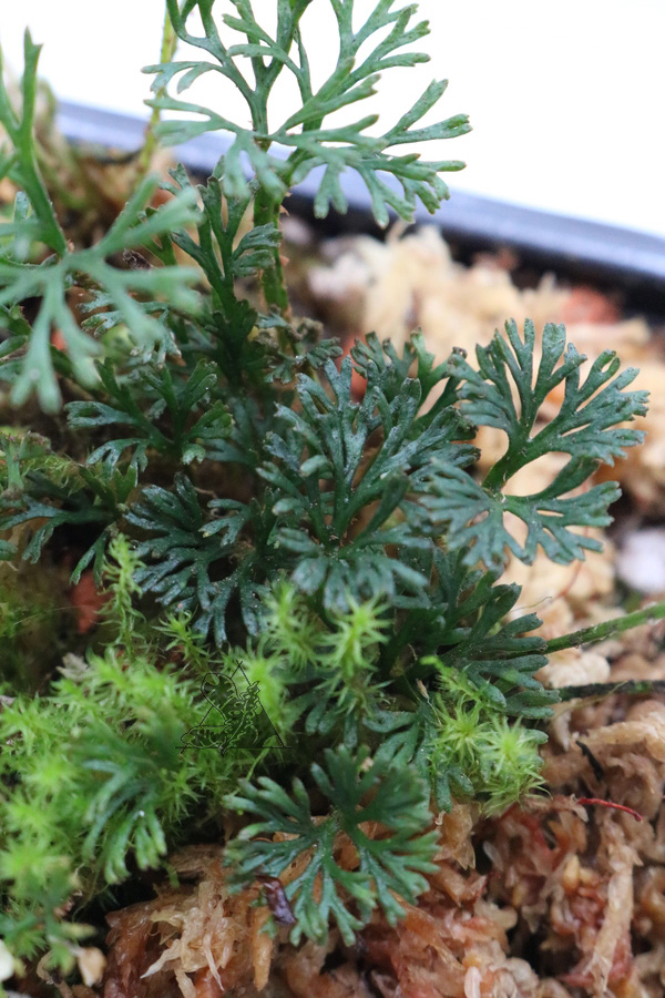 Elaphoglossum peltatum - Imagen 2