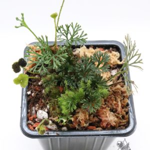 Elaphoglossum peltatum