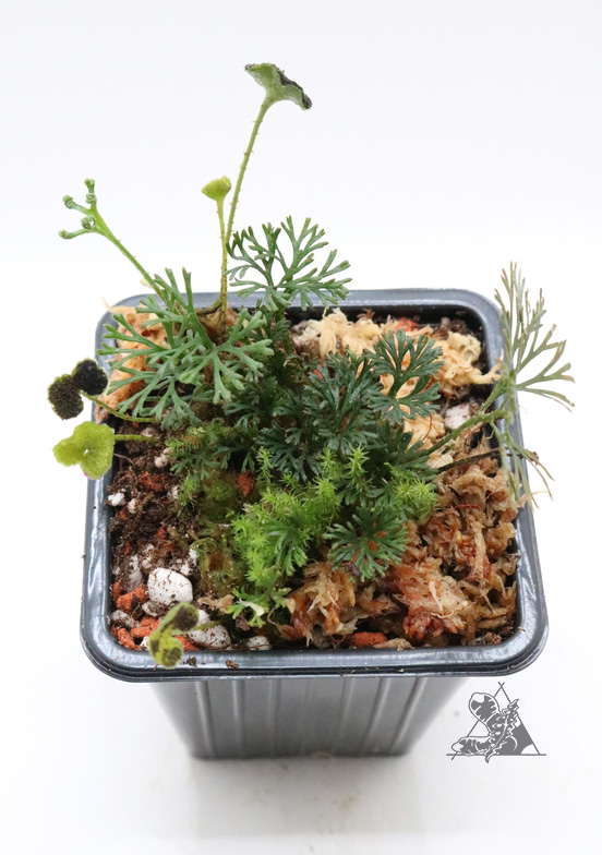 Elaphoglossum peltatum