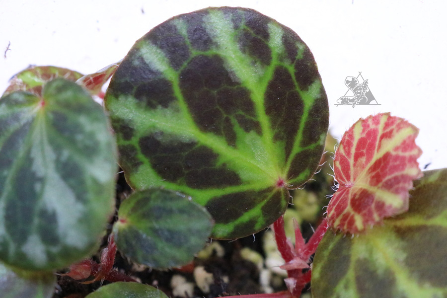 Begonia beijnenii - Imagen 2