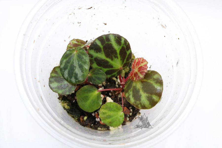 Begonia beijnenii