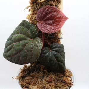 Piper sp. Porphyrophyllum