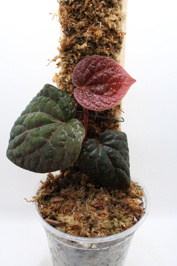 Piper sp. Porphyrophyllum