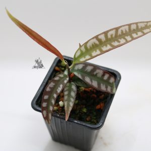 Ardisia sp. Papua