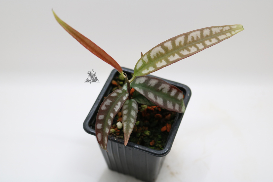 Ardisia sp. Papua