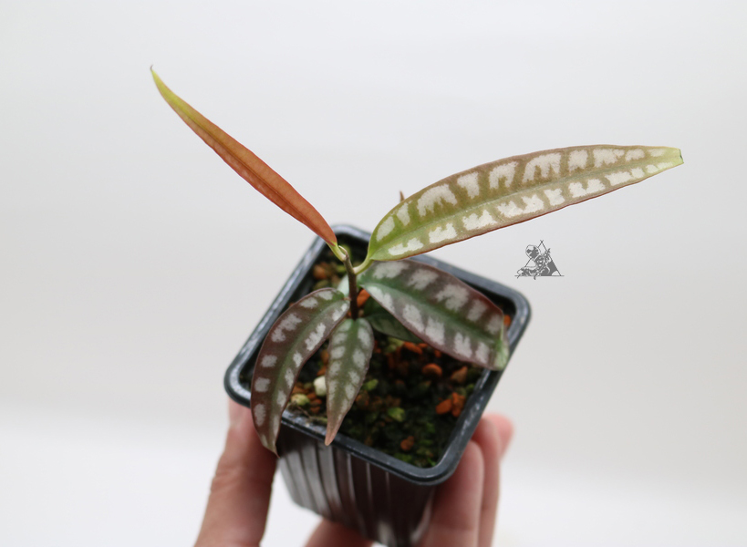 Ardisia sp. Papua - Imagen 2