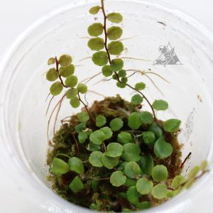 Marcgravia sp. Iquitos Round
