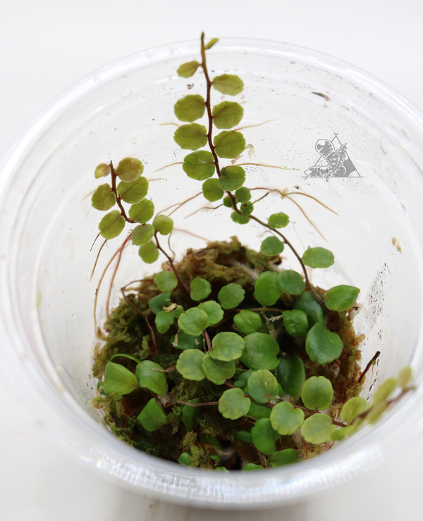 Marcgravia sp. Iquitos Round