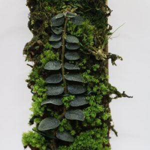 Micrechites serpyllifolia