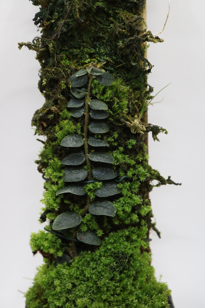 Micrechites serpyllifolia