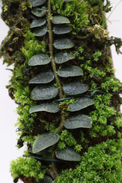 Micrechites serpyllifolia - Imagen 2