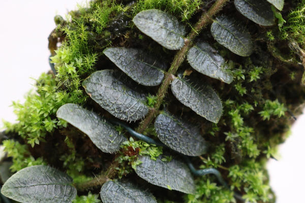 Micrechites serpyllifolia - Imagen 3