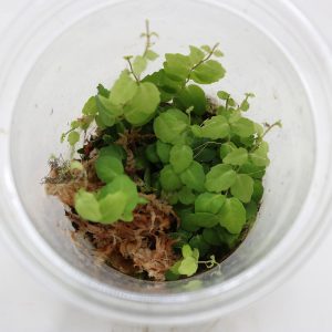 Trepadora sp 2