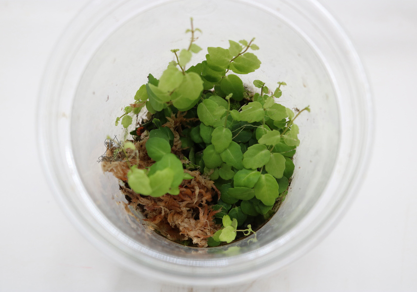 Trepadora sp 2