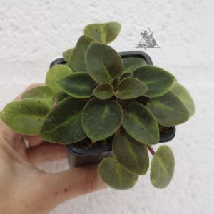 violeta africana Aca Pink Pet