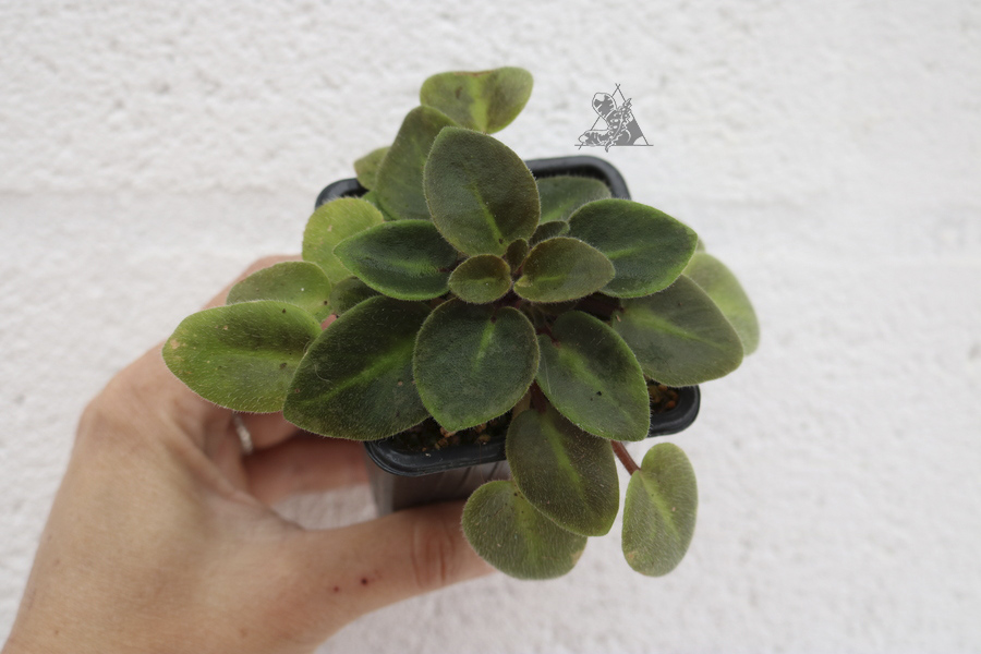 violeta africana Aca Pink Pet