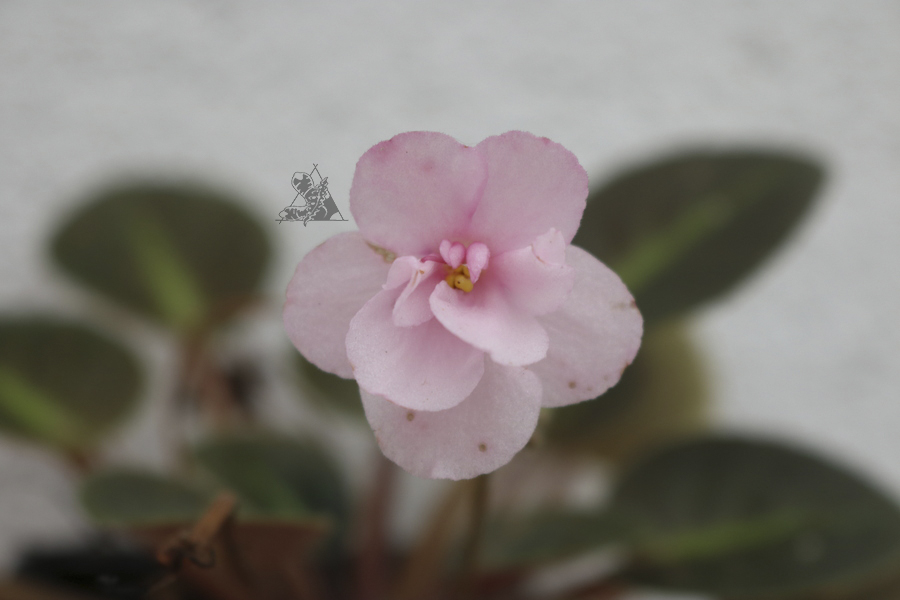 Violeta africana "Aca Pink Pet" - Imagen 2