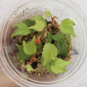Begonia prismatocarpa