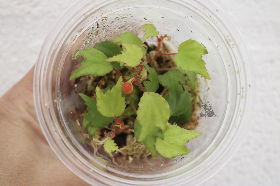 Begonia prismatocarpa