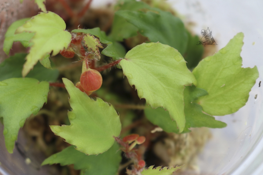 Begonia prismatocarpa - Imagen 2