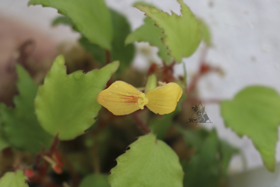 Begonia prismatocarpa - Imagen 3