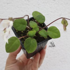 Chirita tamiana