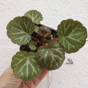Saxifraga stolonifera