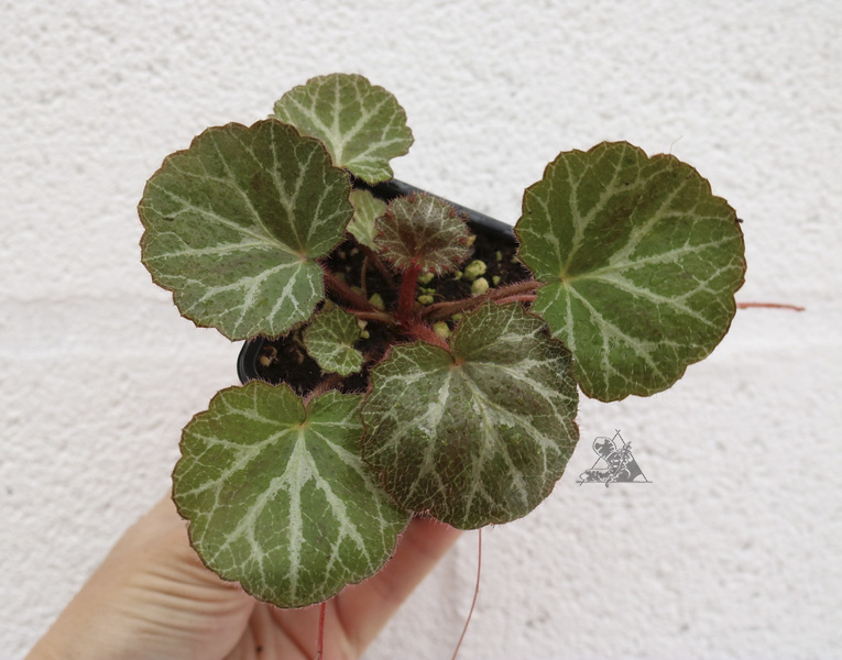 Saxifraga stolonifera