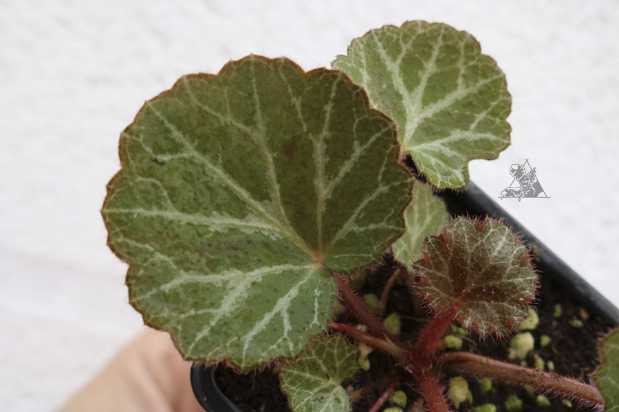 Saxifraga stolonifera - Imagen 2