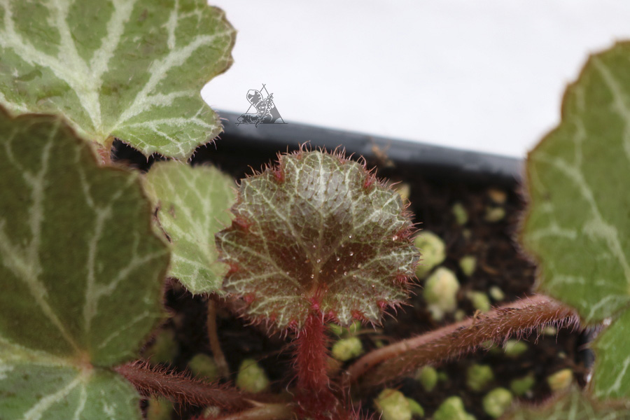 Saxifraga stolonifera - Imagen 3