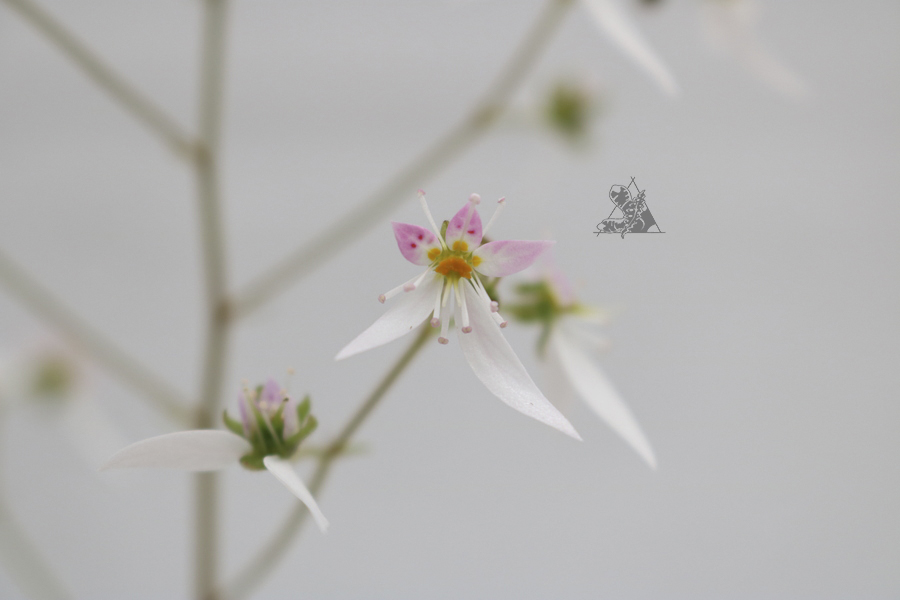 Saxifraga stolonifera - Imagen 4