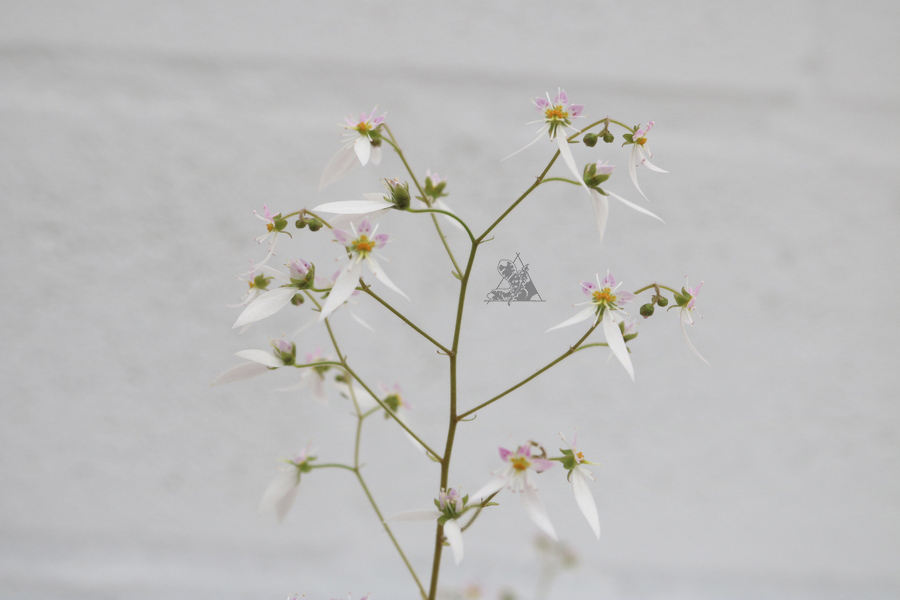 Saxifraga stolonifera - Imagen 5