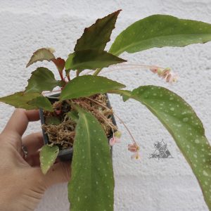 Begonia rhizocarpa