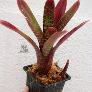 Neoregelia red