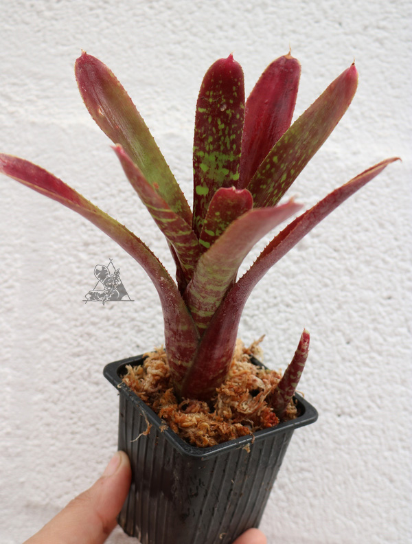 Neoregelia red
