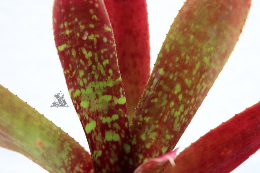 Neoregelia red - Imagen 3