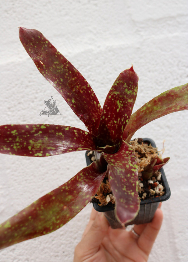 Neoregelia domino - Imagen 2