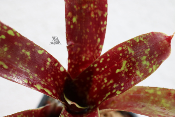 Neoregelia domino - Imagen 3